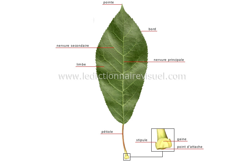 règne végétal > feuille > structure d'une feuille image