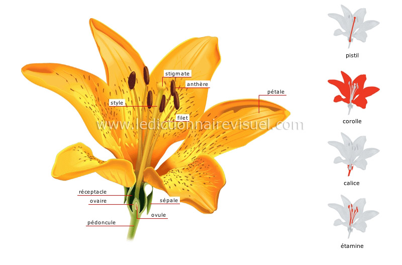 structure d’une fleur image