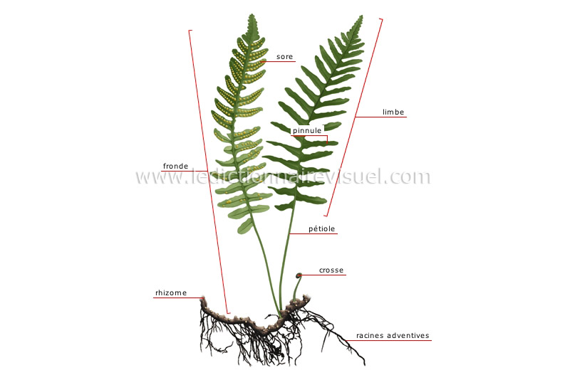 structure d’une fougère image