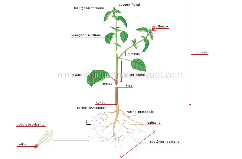 structure d’une plante image