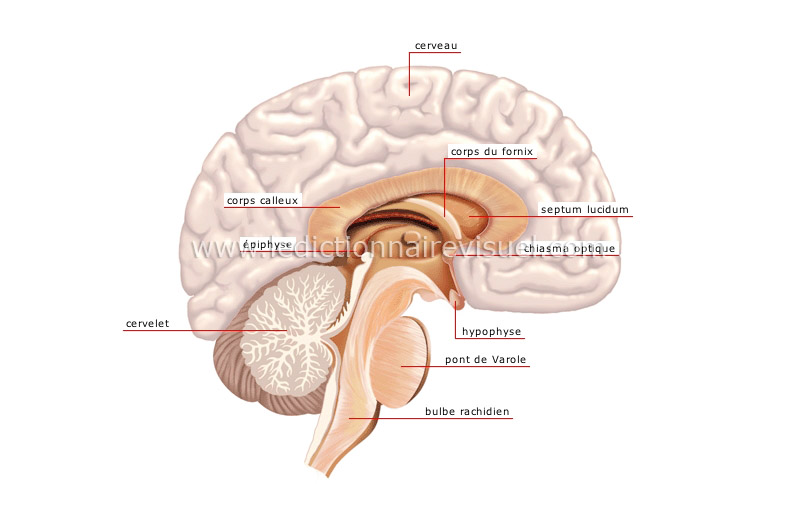 système nerveux central image