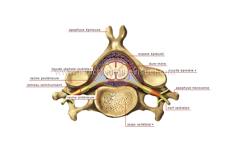 vertèbre cervicale image