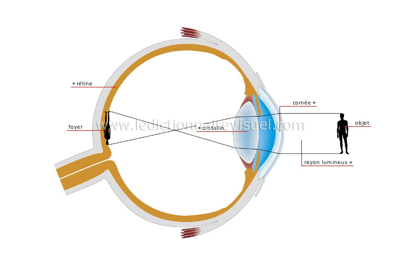 science > physique : optique > lunette de visée image - Dictionnaire Visuel