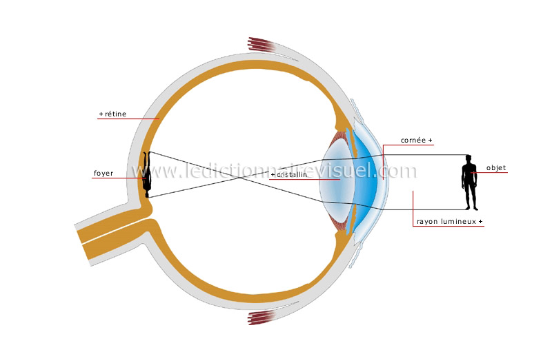 vision normale image