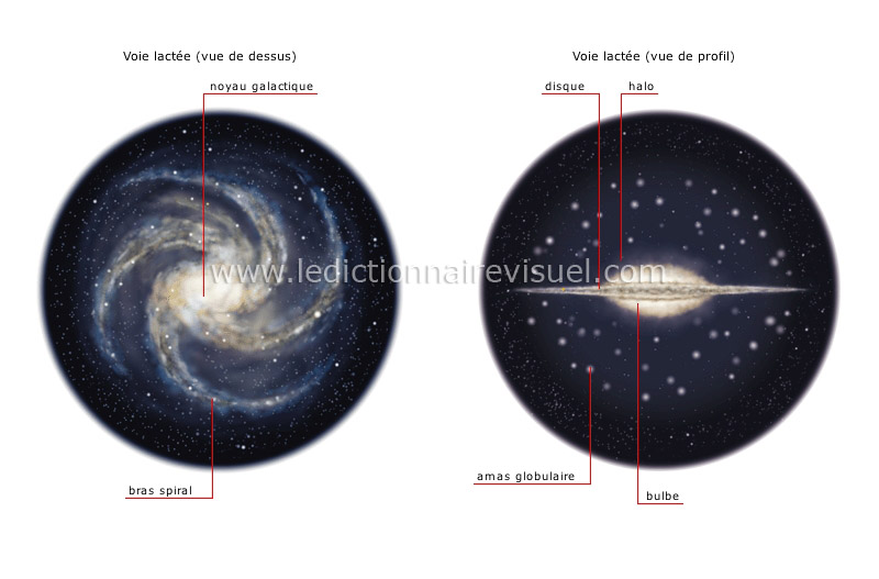 Bulbes - Dictionnaire Visuel