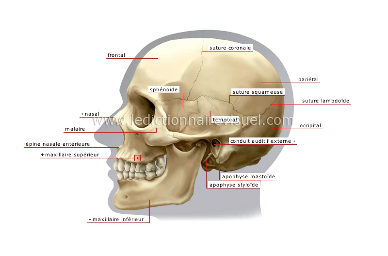 Le squelette humain - vue latérale du crâne