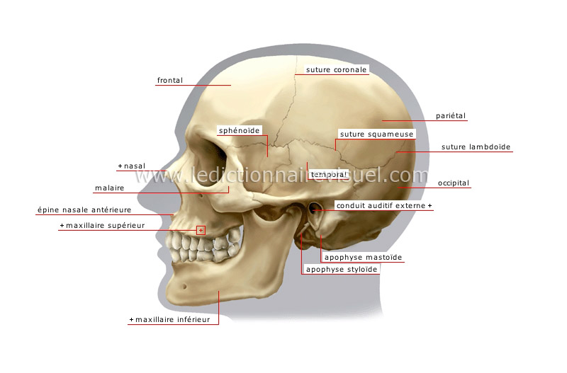 vue latérale du crâne image