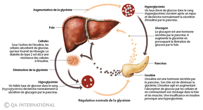 Régulation normale de la glycémie