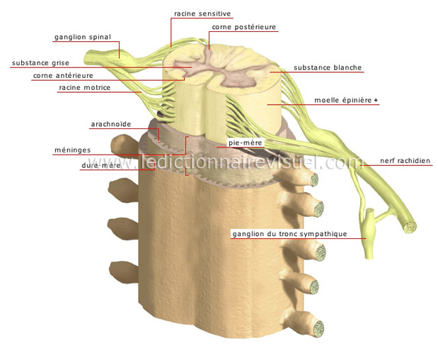 Structure de la moelle épinière