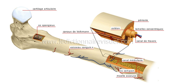 Structure d’un os long