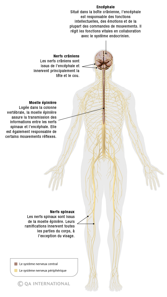 Le système nerveux : 150 000 km de sensations ! - Dictionnaire Visuel