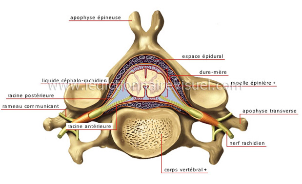 Vertèbre cervicale