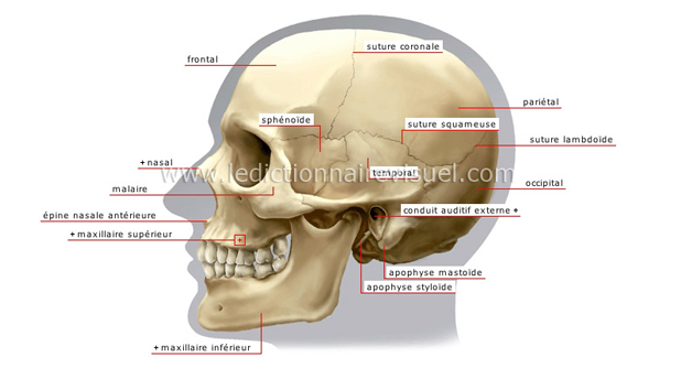 Vue latérale du crâne