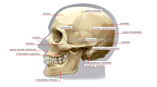 Anatomie du squelette humain, constitué de 206 os constants.