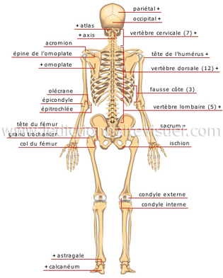 Les quiz sur le corps humain - L'anatomie du squelette humain, vue